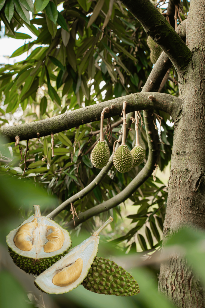 Hotel Niagara - durian farm
